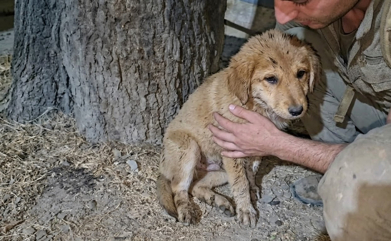 A Forgotten Puppy Beneath a Tree Finally Found Someone Who Would Stop