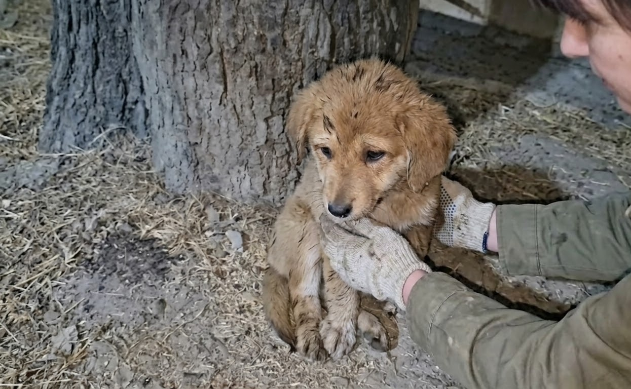 A Forgotten Puppy Beneath a Tree Finally Found Someone Who Would Stop