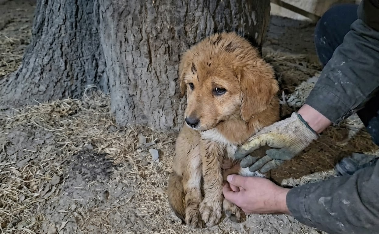 A Forgotten Puppy Beneath a Tree Finally Found Someone Who Would Stop