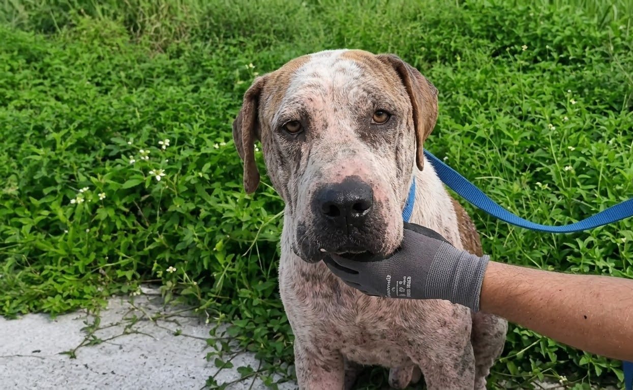 He Had Almost Stopped Fighting—Then Someone Decided He Was Still Worth Saving