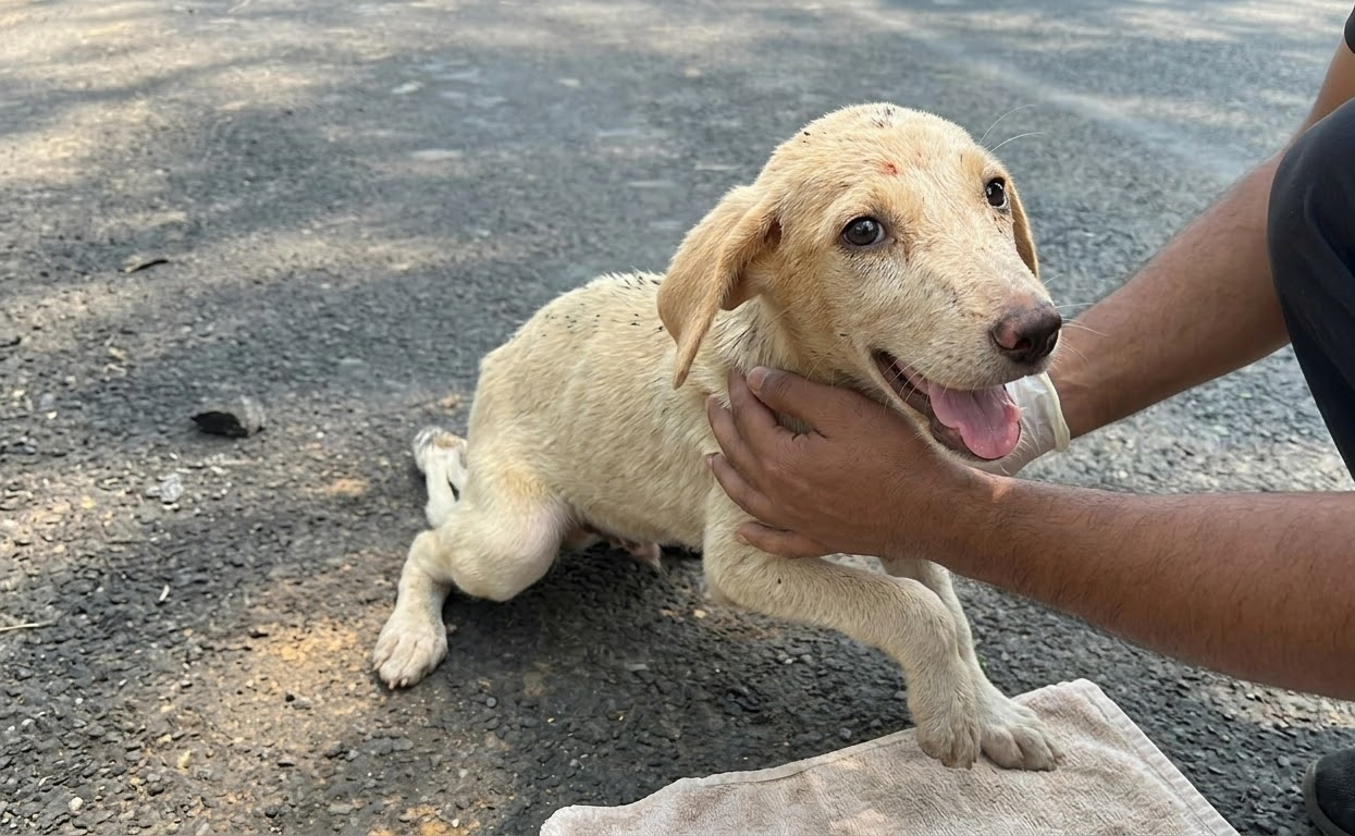 A Puppy Could Only Crawl Down the Forest Road—Until Someone Finally Stopped