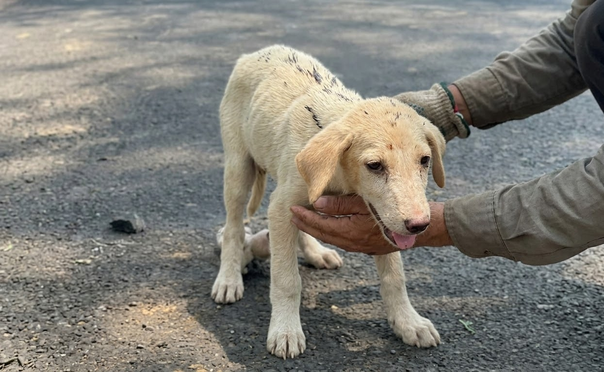 A Puppy Could Only Crawl Down the Forest Road—Until Someone Finally Stopped
