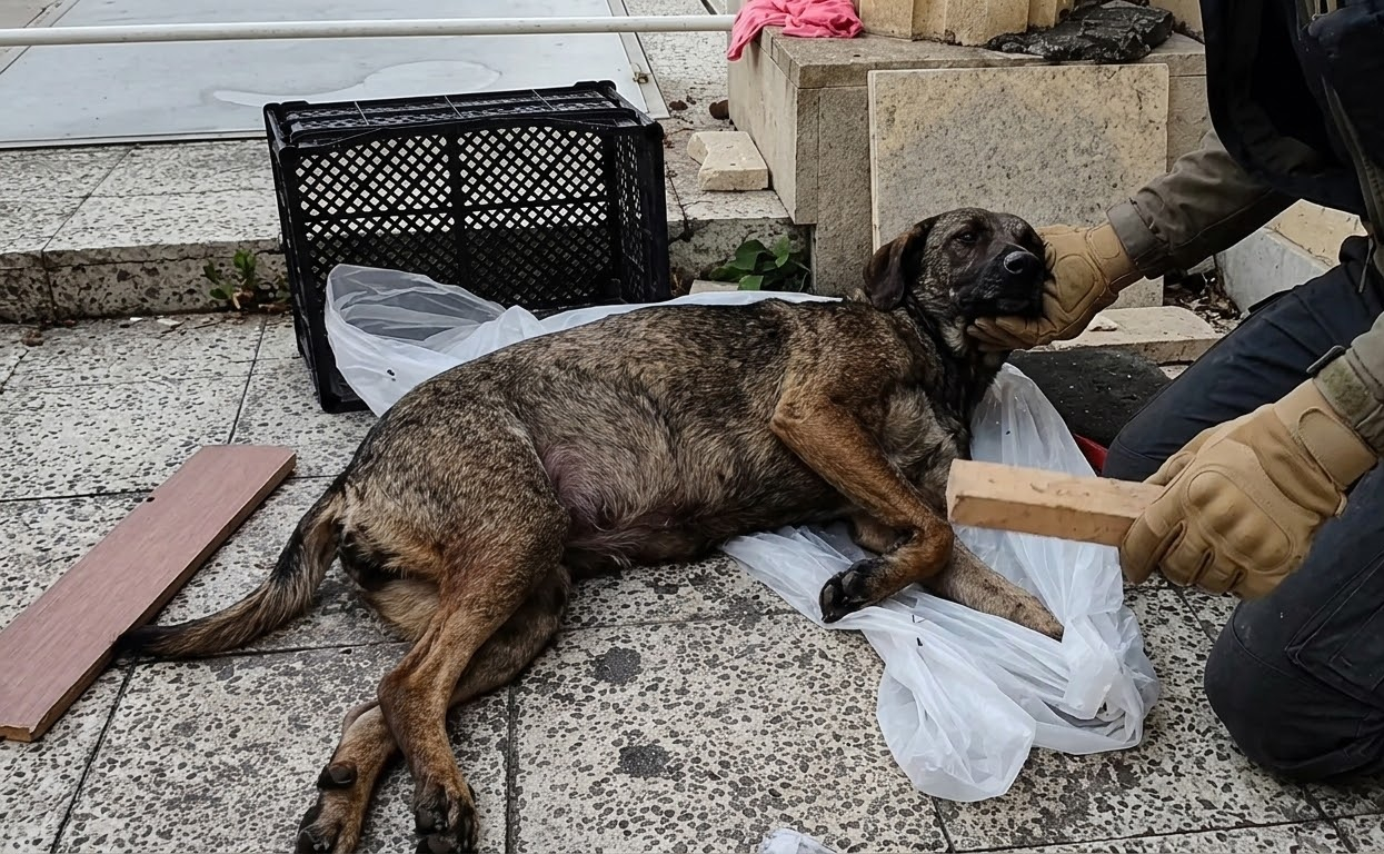 Too Weak to Stand, She Was Finally Carried Somewhere Safe