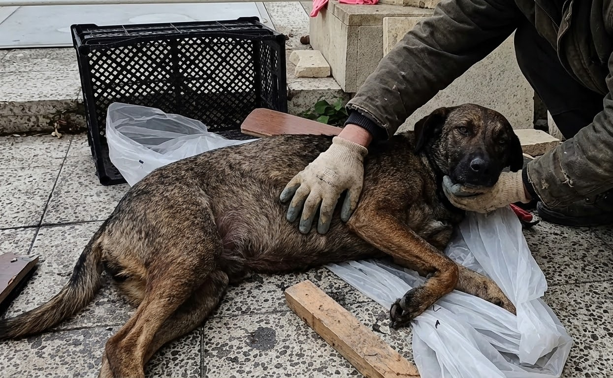 Too Weak to Stand, She Was Finally Carried Somewhere Safe