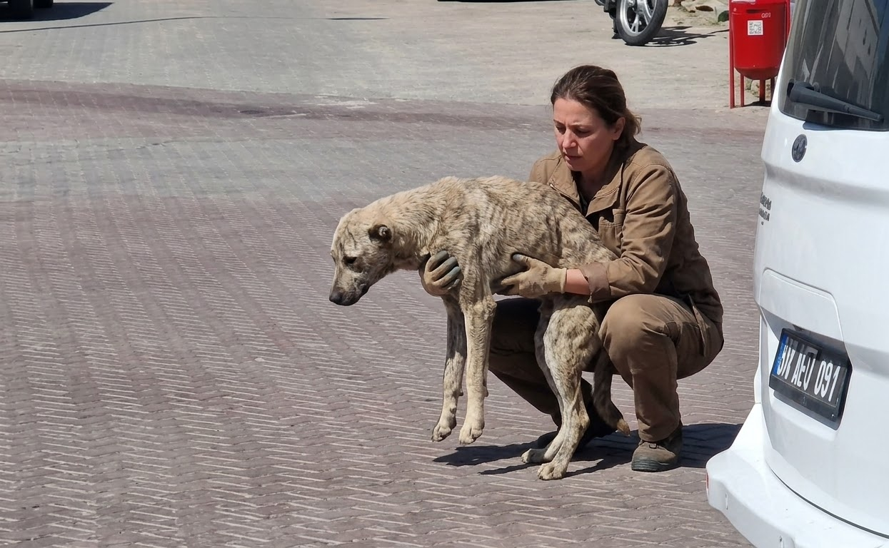 A Motionless Little Dog Was Waiting Beside the Road Until Someone Finally Stopped