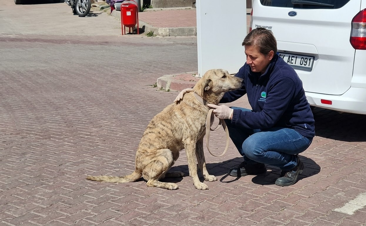 A Motionless Little Dog Was Waiting Beside the Road Until Someone Finally Stopped