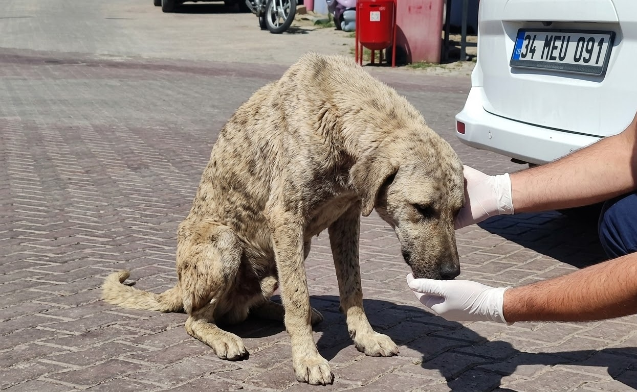 A Motionless Little Dog Was Waiting Beside the Road Until Someone Finally Stopped