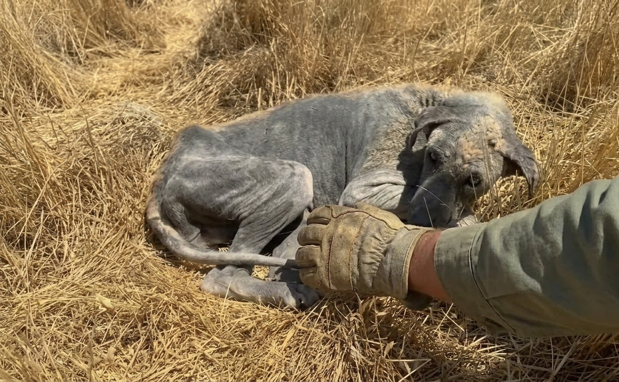 He Was Lying Alone in the Dry Grass Until Someone Realized He Was Still Alive