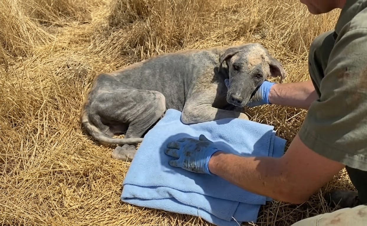 He Was Lying Alone in the Dry Grass Until Someone Realized He Was Still Alive