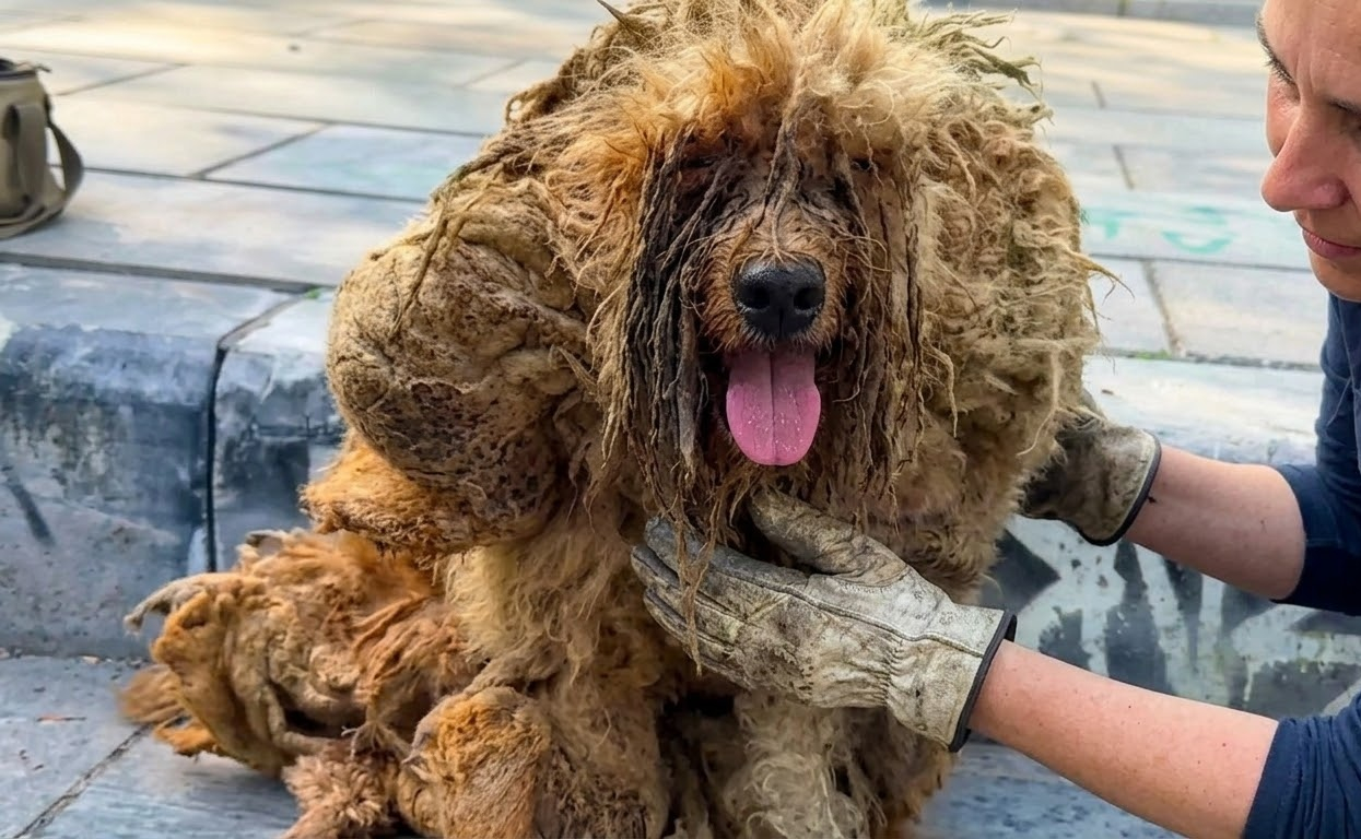 Beneath Years of Tangled Fur, a Tiny Dog Was Still Waiting to Be Seen
