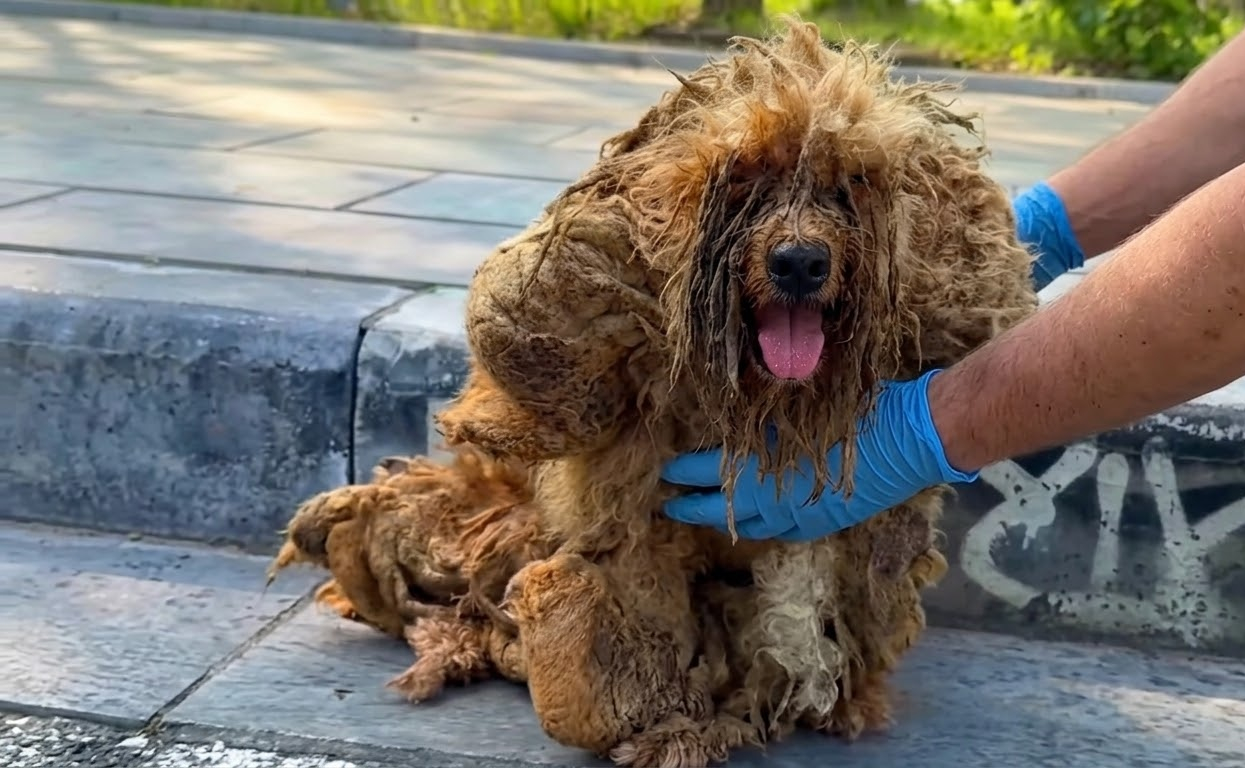 Beneath Years of Tangled Fur, a Tiny Dog Was Still Waiting to Be Seen