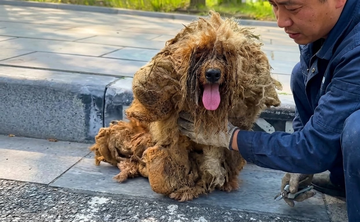 Beneath Years of Tangled Fur, a Tiny Dog Was Still Waiting to Be Seen