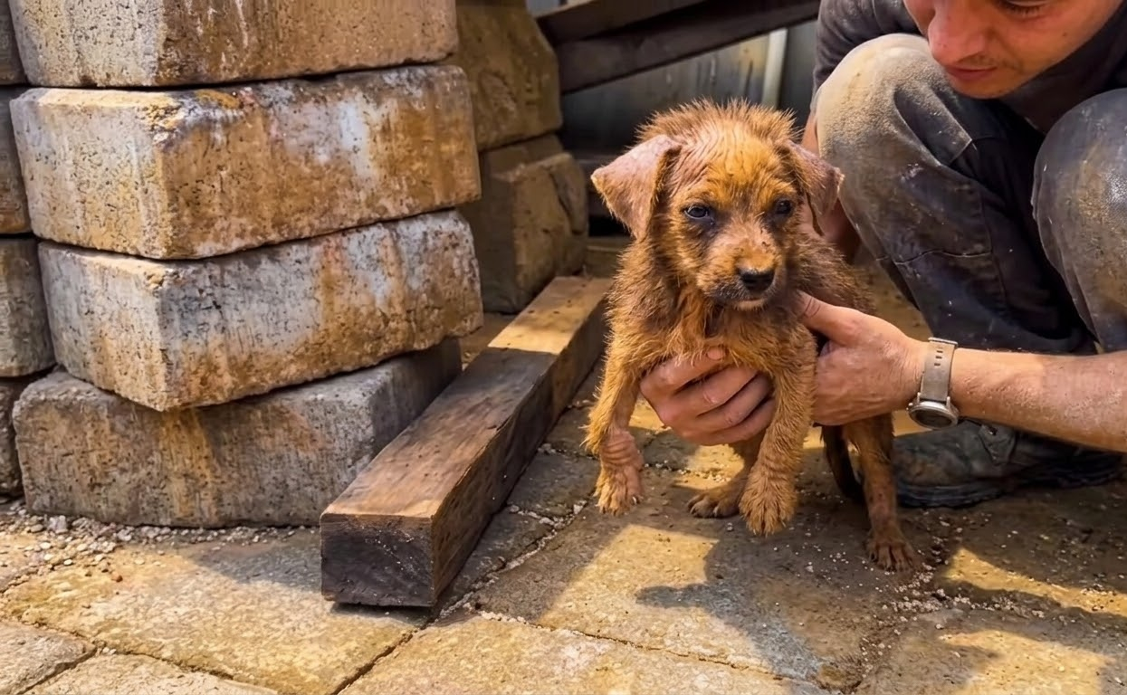 Lulu Was Barely Holding On by the River—Then Two Volunteers Found Her