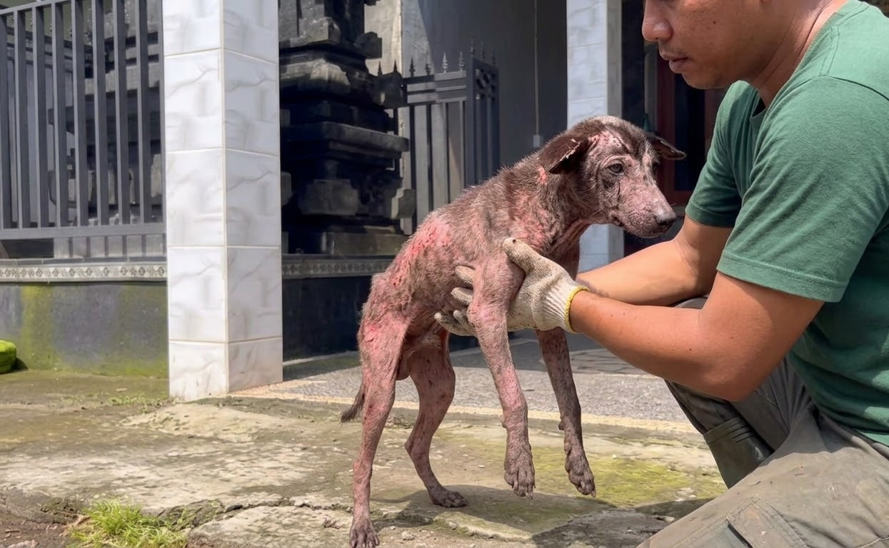 Kibo Had Become Invisible at the Market—Until Someone Decided He Deserved More