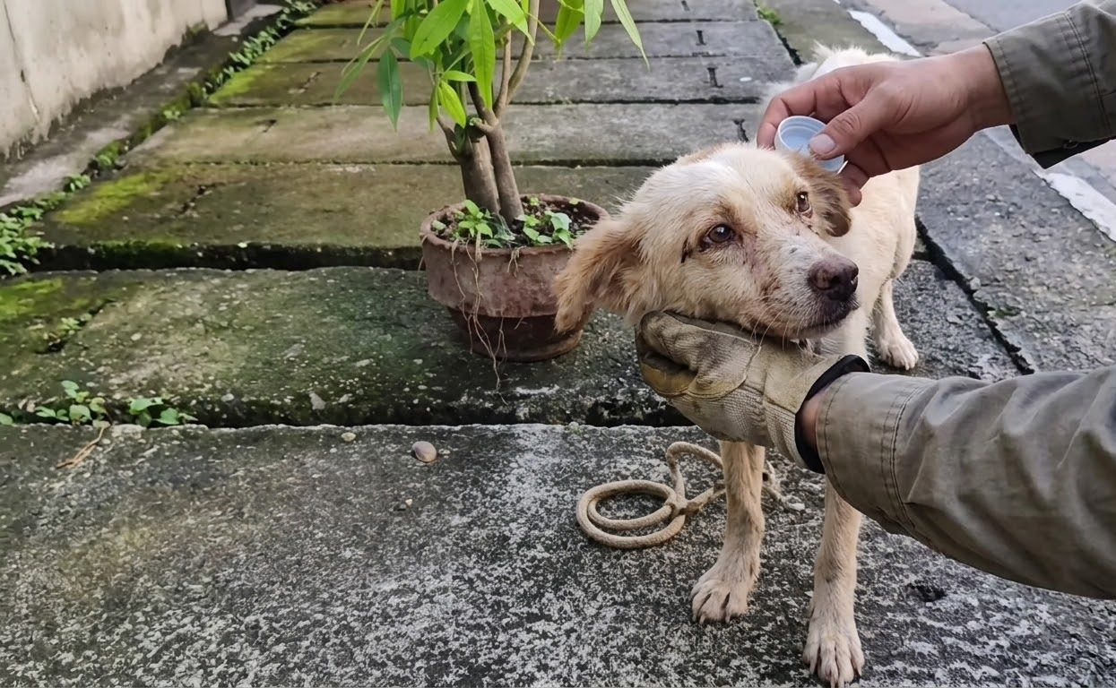 A Wounded Little Dog Chose to Step Closer When a Gentle Hand Reached for Him