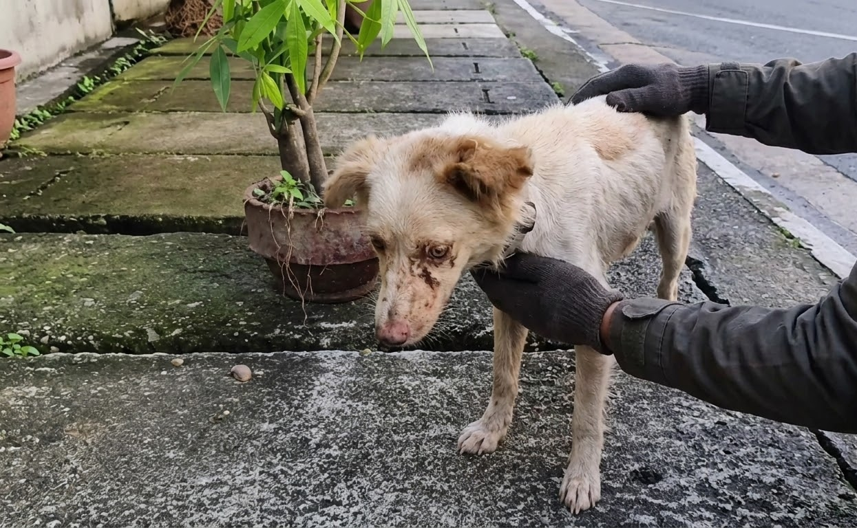 A Wounded Little Dog Chose to Step Closer When a Gentle Hand Reached for Him