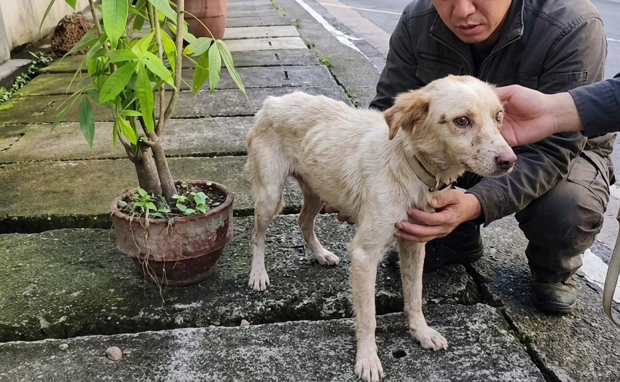 A Wounded Little Dog Chose to Step Closer When a Gentle Hand Reached for Him