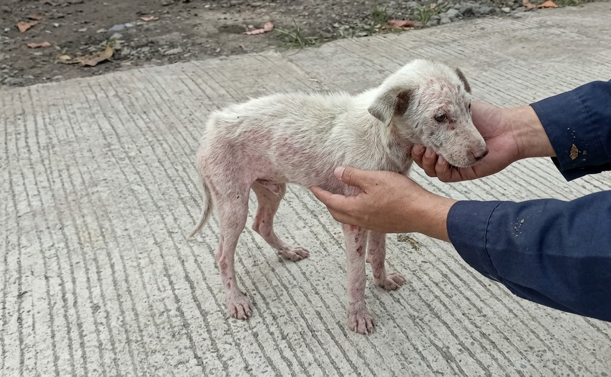 The Little White Dog Stood Alone Until One Person Finally Stopped