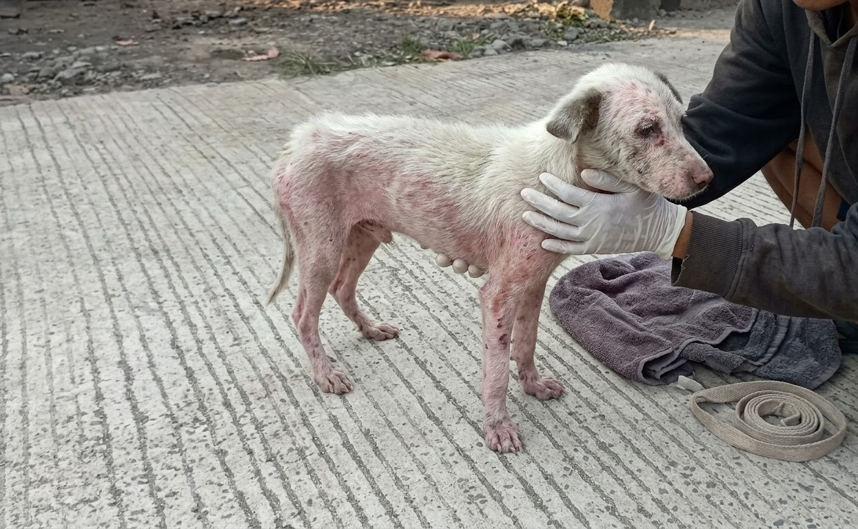 The Little White Dog Stood Alone Until One Person Finally Stopped