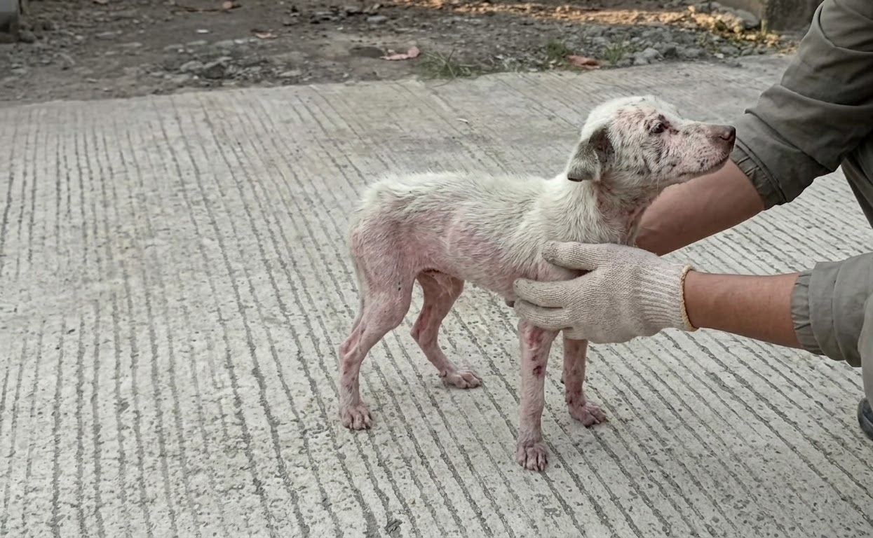 The Little White Dog Stood Alone Until One Person Finally Stopped