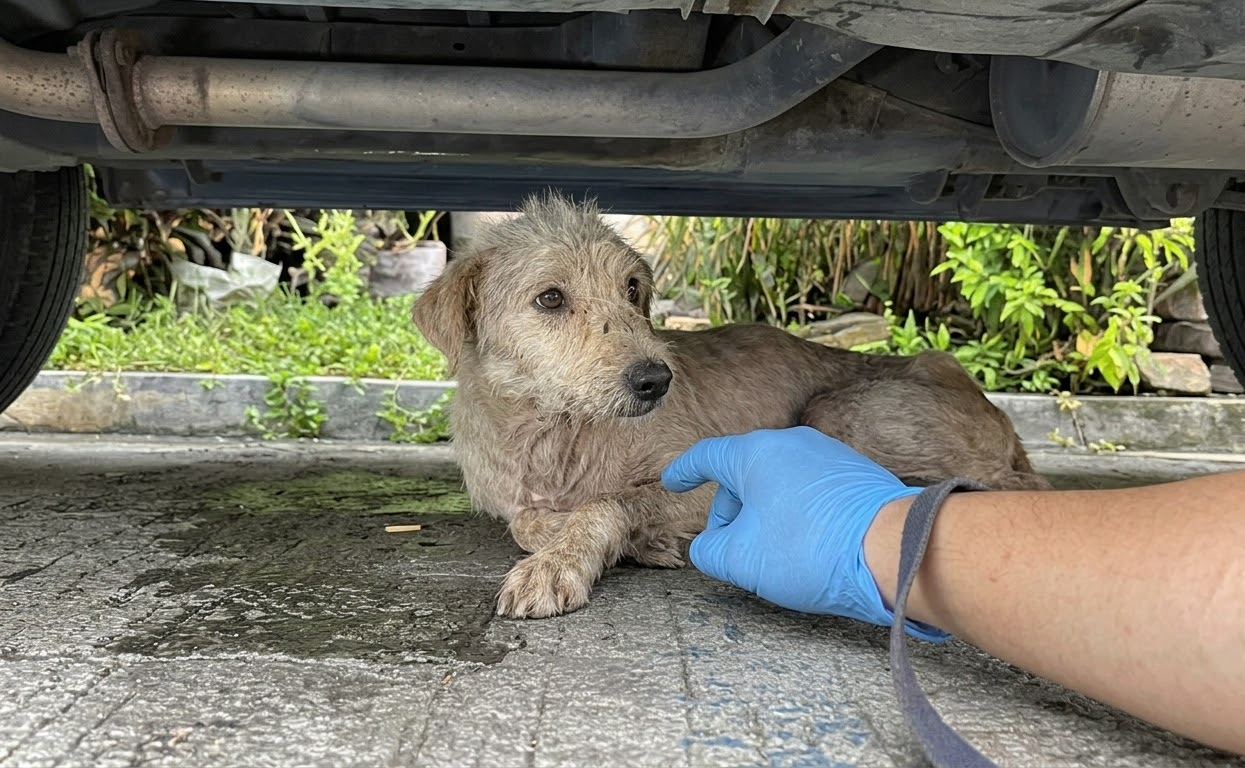 A Terrified Stray Hid Beneath a Car Until Someone Finally Reached Him