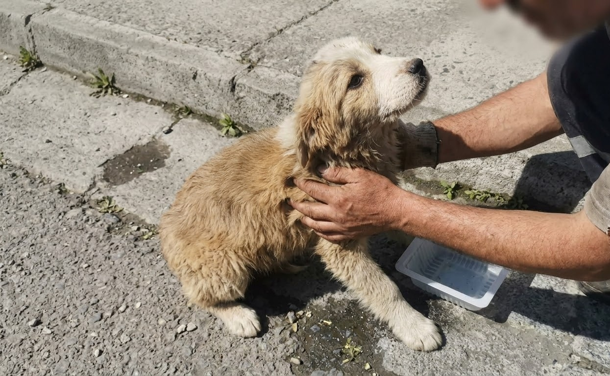 From Roadside Silence to Safety: An Injured Puppy Begins to Heal