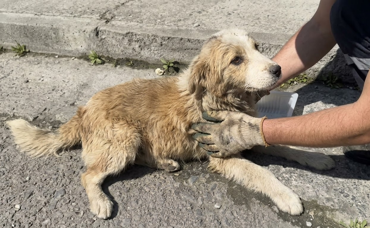 From Roadside Silence to Safety: An Injured Puppy Begins to Heal