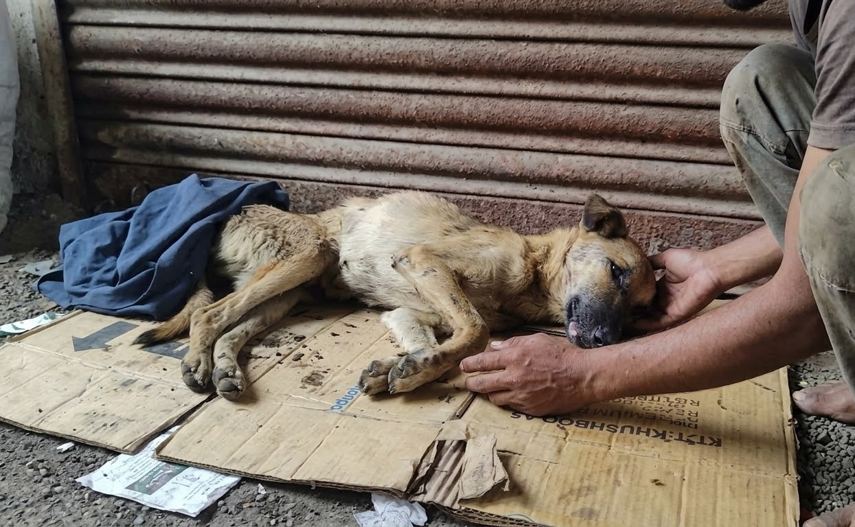 From a Roadside Cardboard Bed to the Safety of Gentle Hands