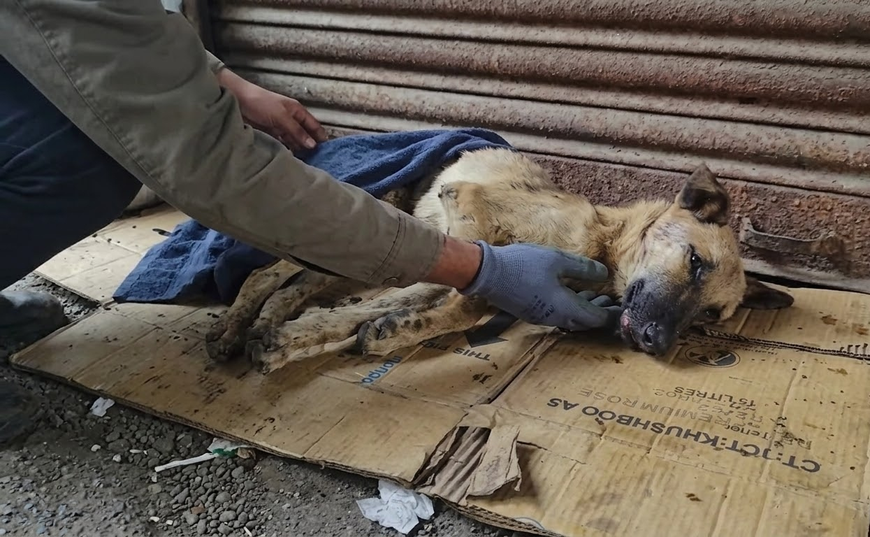 From a Roadside Cardboard Bed to the Safety of Gentle Hands