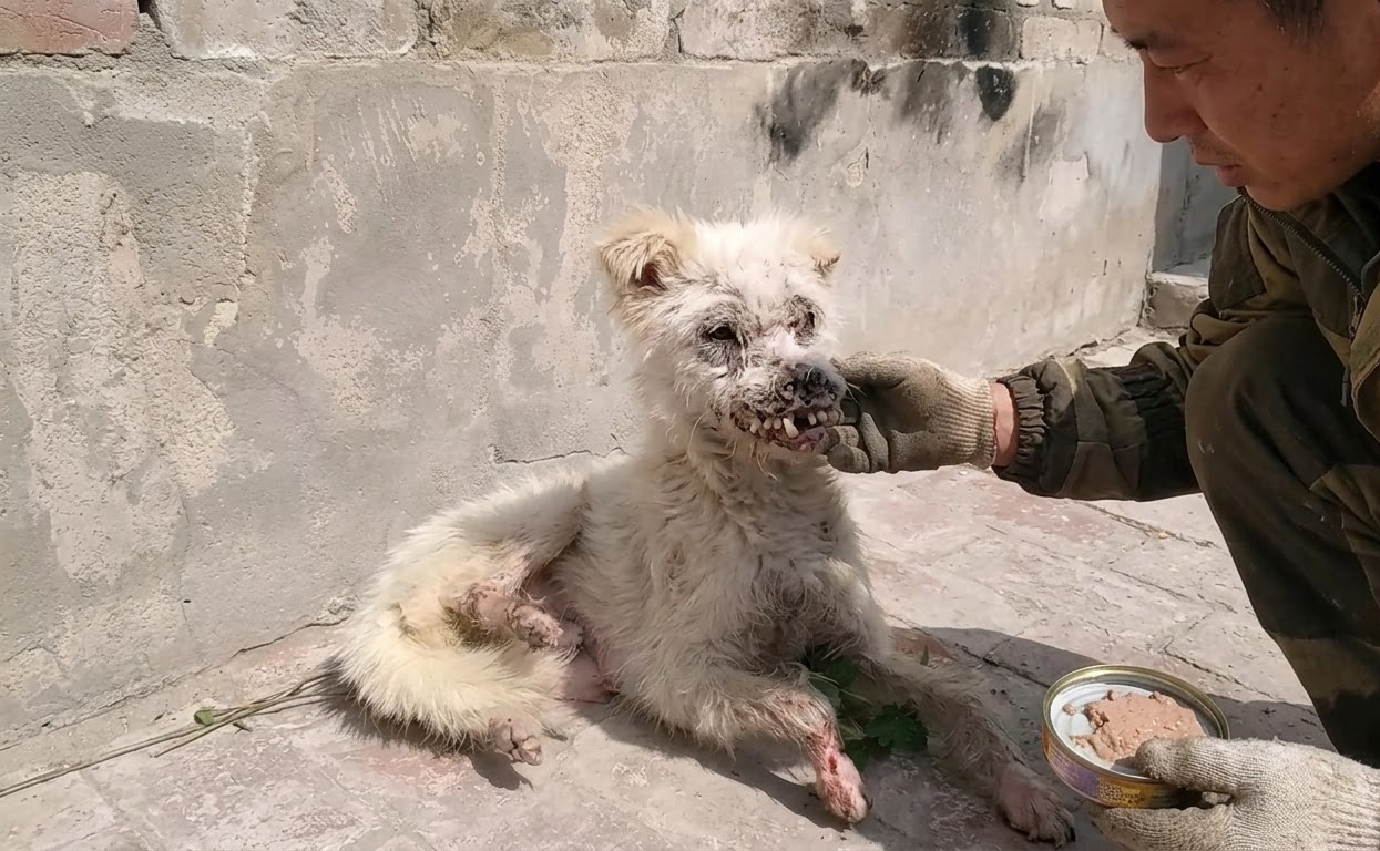Snowy Was Barely Holding Herself Up When Help Finally Reached Her