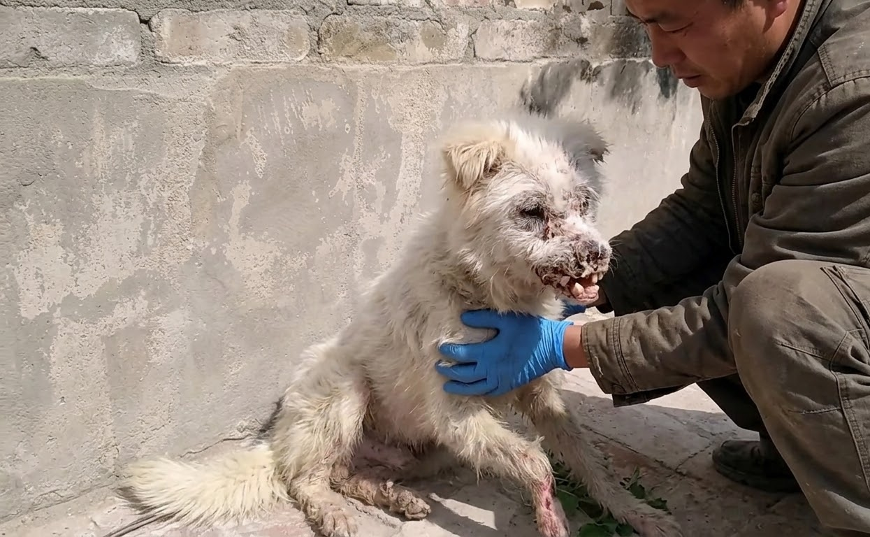 Snowy Was Barely Holding Herself Up When Help Finally Reached Her