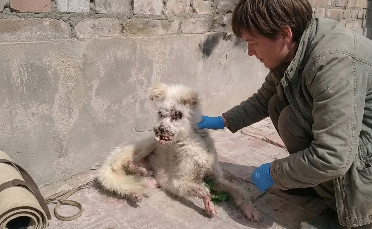 Snowy Was Barely Holding Herself Up When Help Finally Reached Her