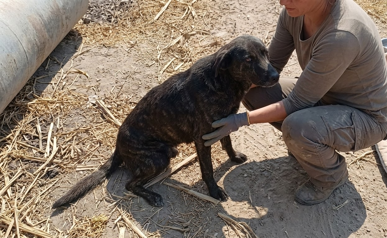 An Injured Stray Could Barely Move, but Her Puppies Still Needed Their Mother