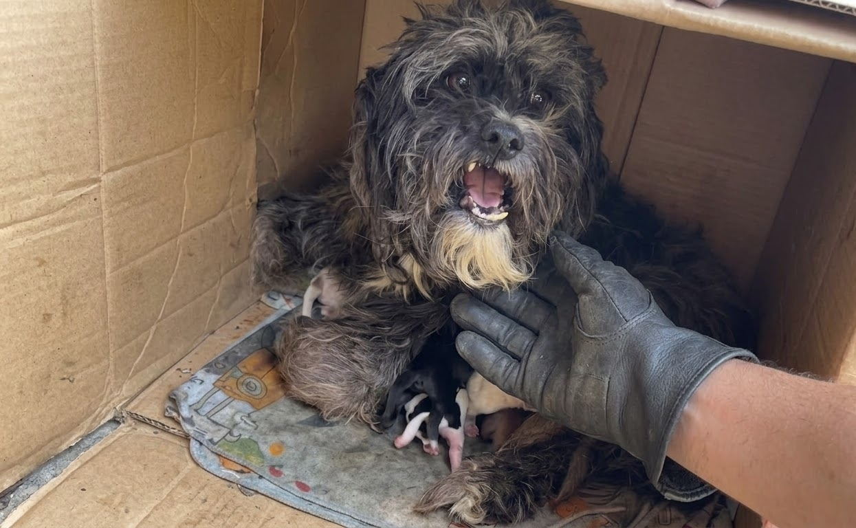 A Weary Mother Dog Had Almost Nothing—Except the Puppies Beside Her