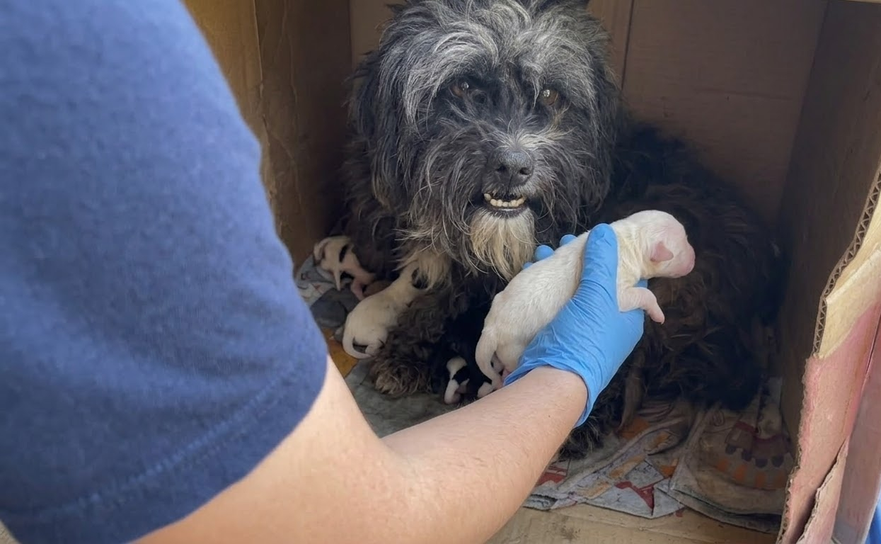 A Weary Mother Dog Had Almost Nothing—Except the Puppies Beside Her