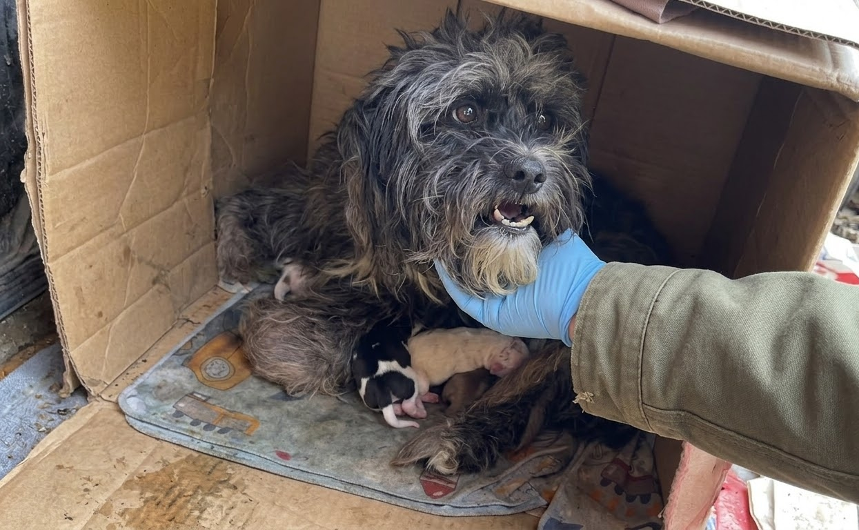 A Weary Mother Dog Had Almost Nothing—Except the Puppies Beside Her