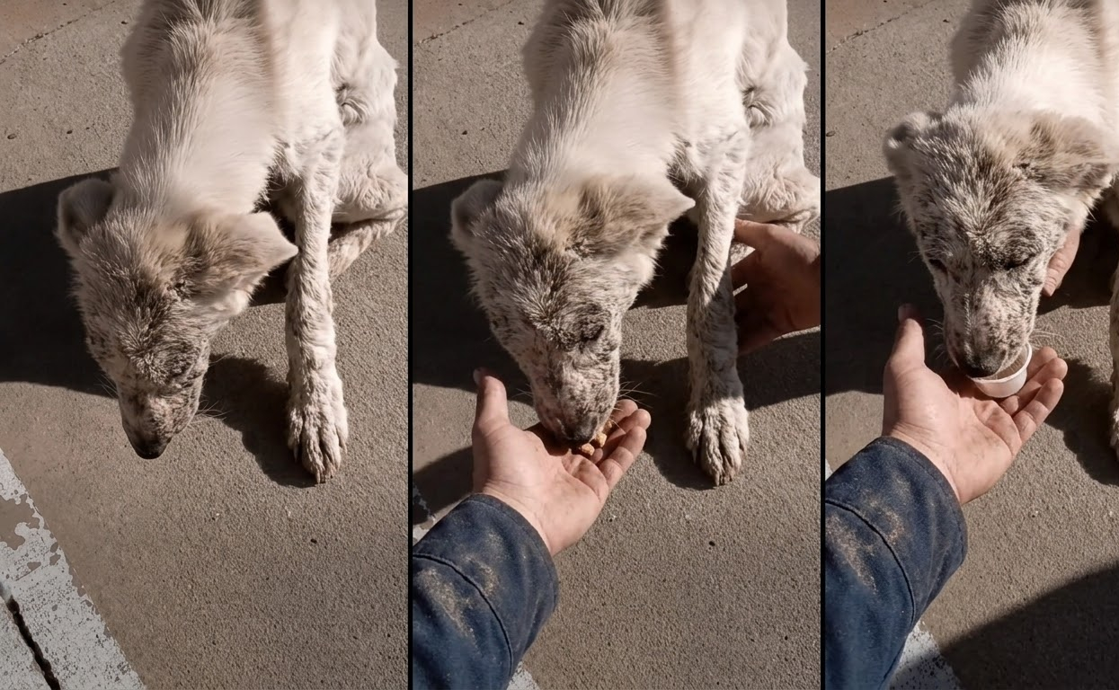 Snow Was Afraid of Every Touch Until Patience Gave Him a New Life