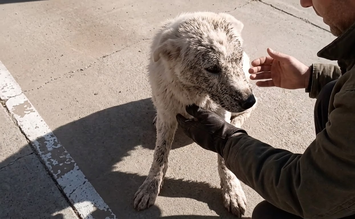 Snow Was Afraid of Every Touch Until Patience Gave Him a New Life