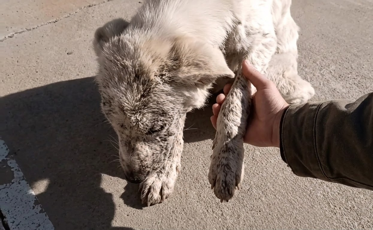 Snow Was Afraid of Every Touch Until Patience Gave Him a New Life