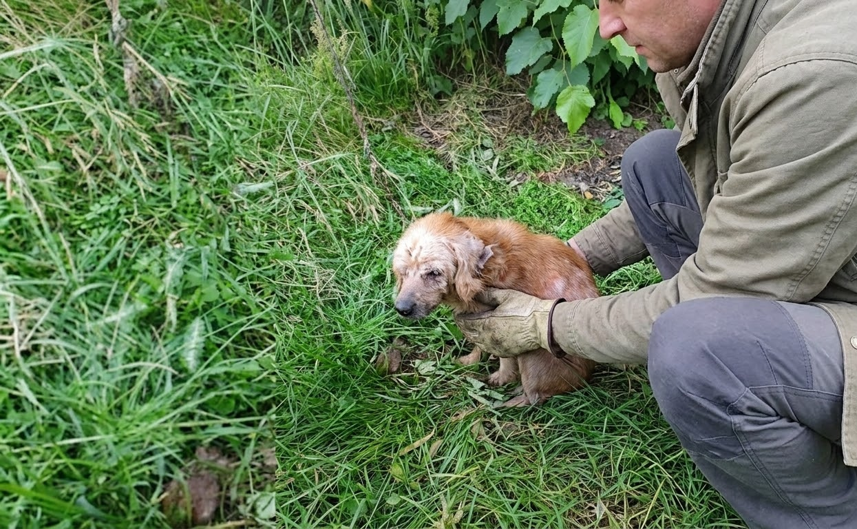 Hidden in Tall Grass, a Neglected Dog Finally Found the Care He Needed