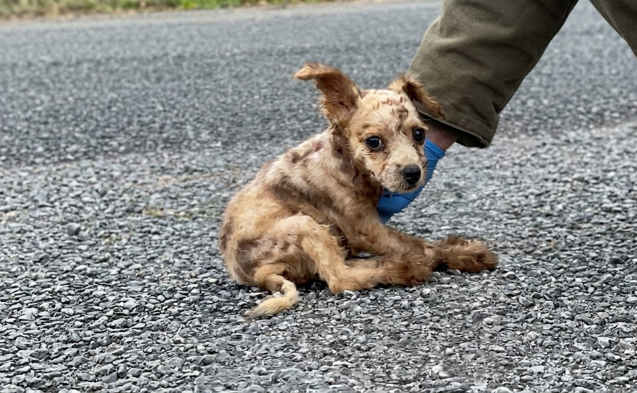 A Motionless Puppy on an Empty Road Was Given the Chance to Start Again