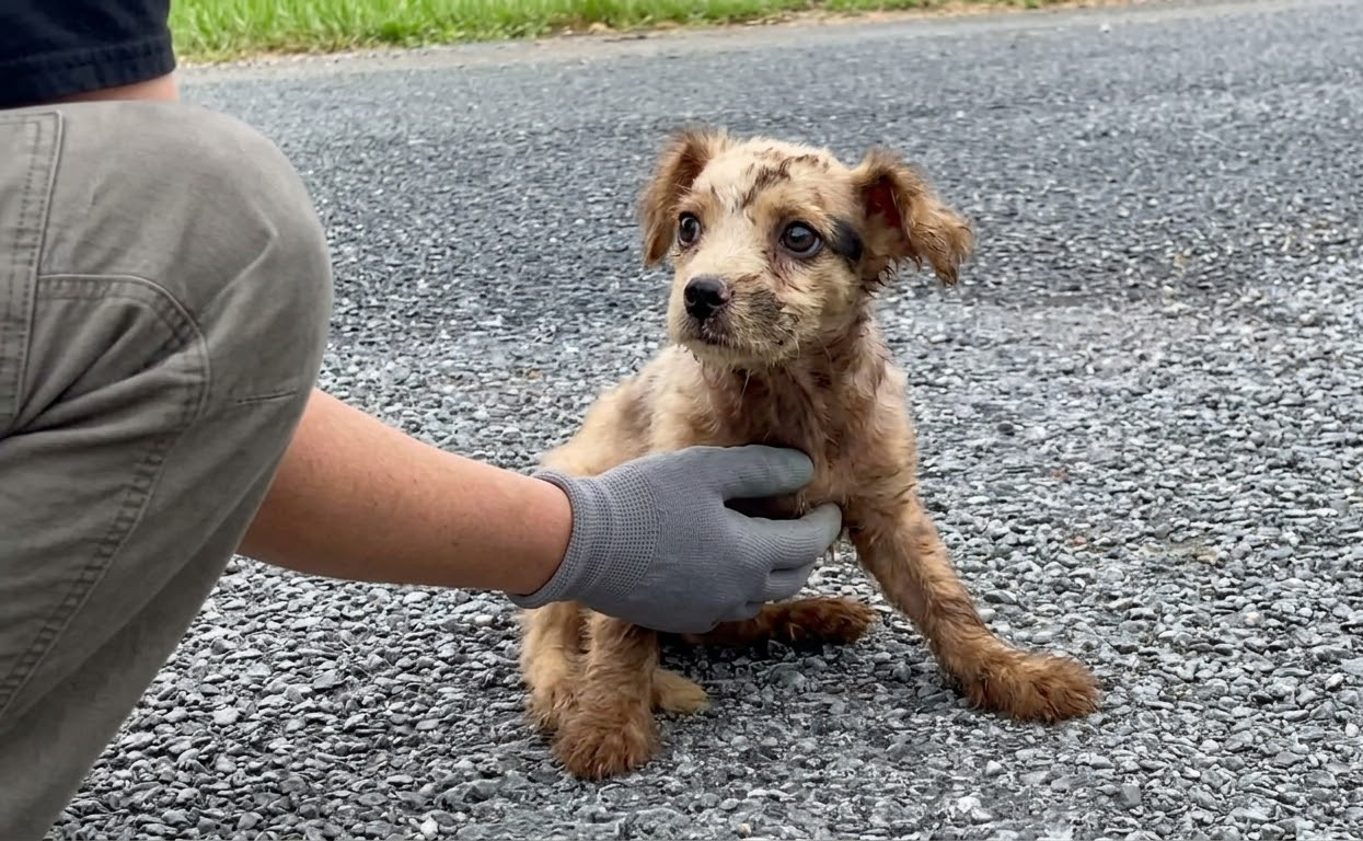 A Motionless Puppy on an Empty Road Was Given the Chance to Start Again