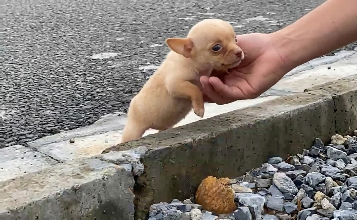 Tiny Puppy Wandering Alone Finally Found the Safety He Couldn’t Find on the Street