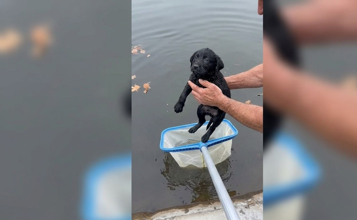Pulled From the Water, a Tiny Puppy Found More Than a Way Back to Shore