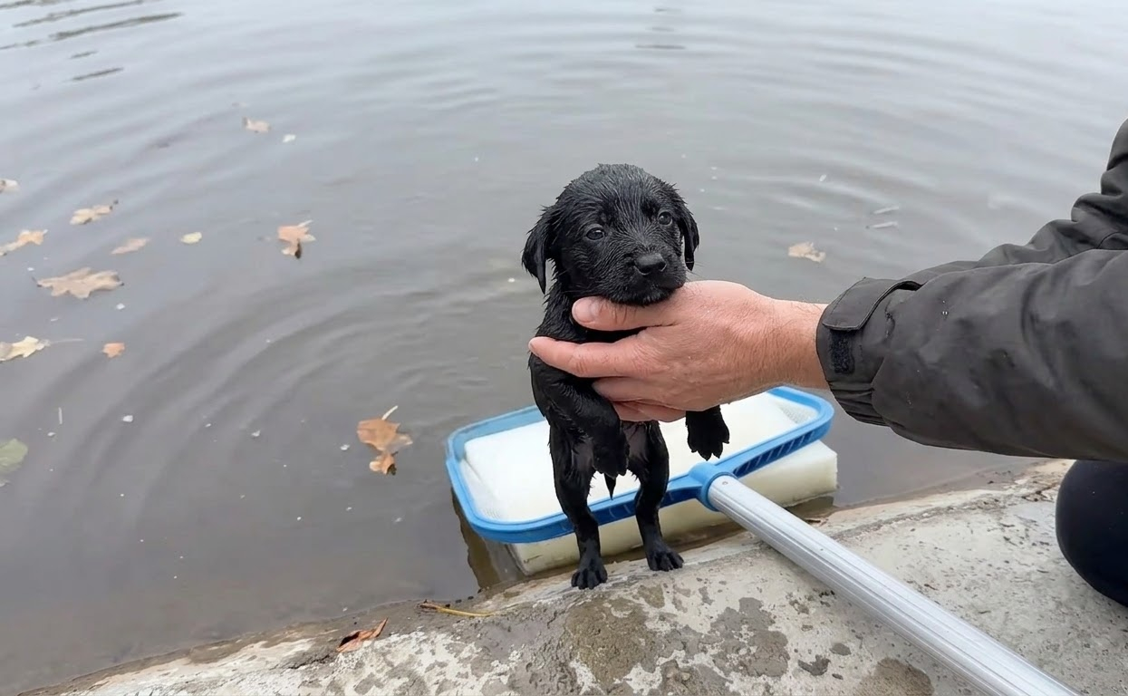 Pulled From the Water, a Tiny Puppy Found More Than a Way Back to Shore