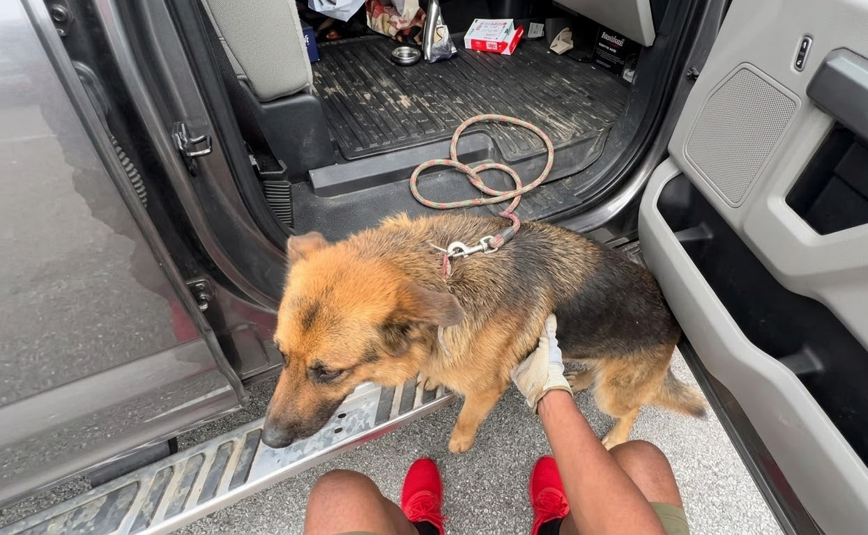 A German Shepherd Climbed Into a Stranger’s Truck and Left Street Life Behind