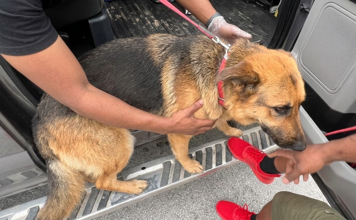 A German Shepherd Climbed Into a Stranger’s Truck and Left Street Life Behind