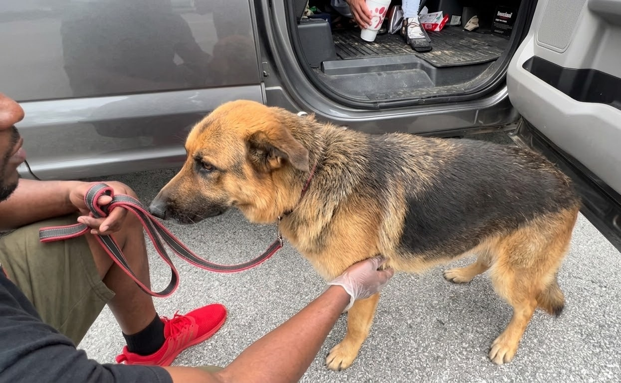 A German Shepherd Climbed Into a Stranger’s Truck and Left Street Life Behind