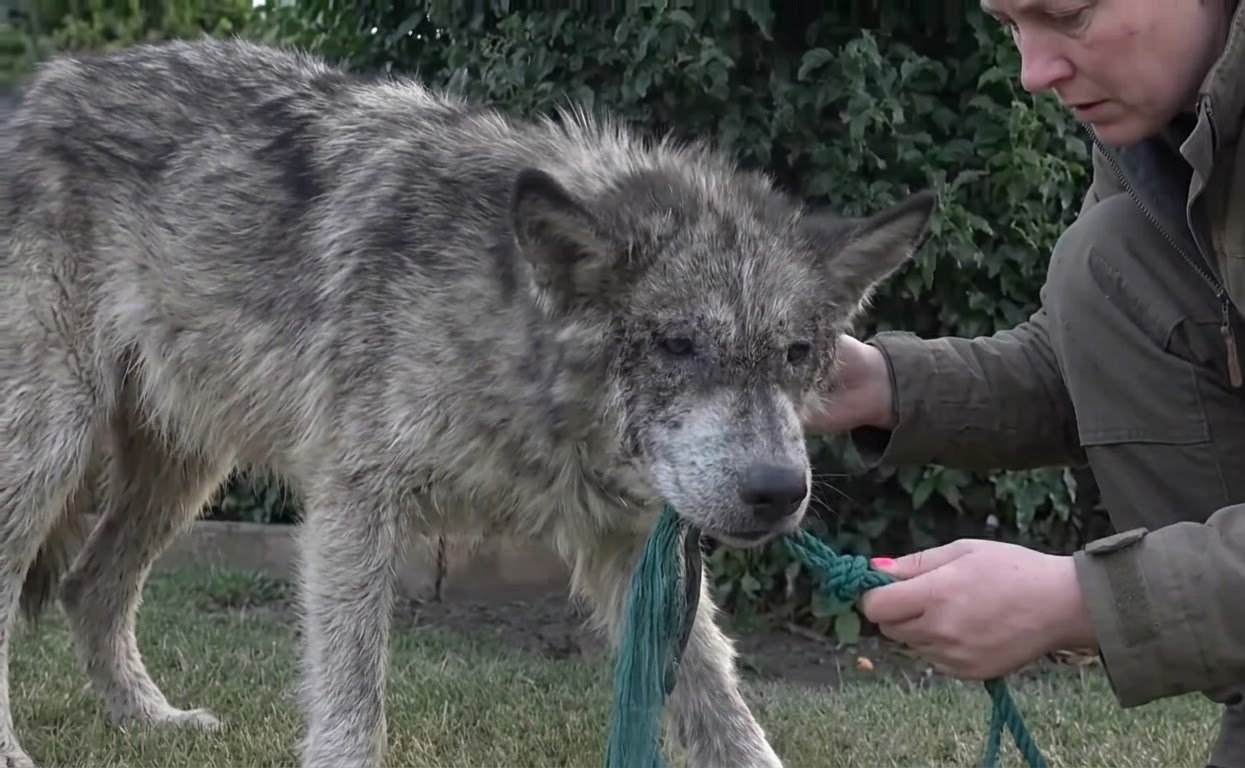 The Animal Everyone Feared Was a Wolf Turned Out to Be a Dog Fighting to Survive