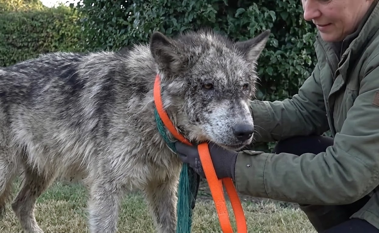 The Animal Everyone Feared Was a Wolf Turned Out to Be a Dog Fighting to Survive